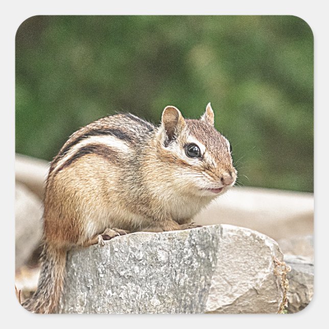 Chipmunk on a rock square sticker (Front)
