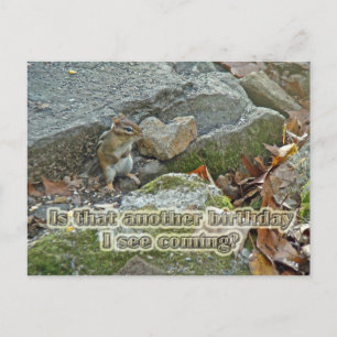 Chipmunk on Rock Items Birthday Postcard
