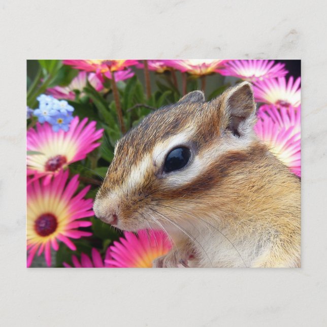 Chipmunk photo　(30-13) postcard (Front)