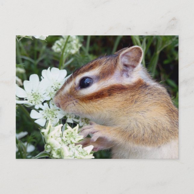 Chipmunk photo (30-19) postcard (Front)