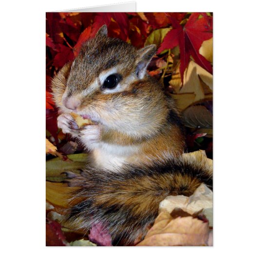 Chipmunk (photo) , Autumn Cards (Front)