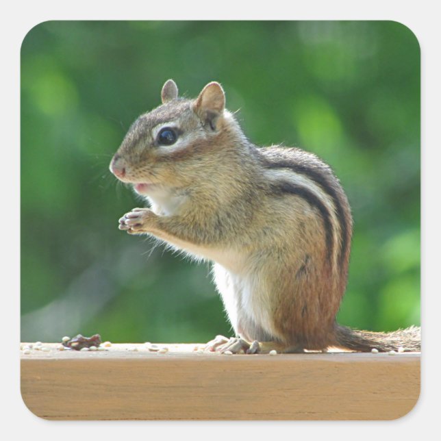 Chipmunk photo square sticker (Front)