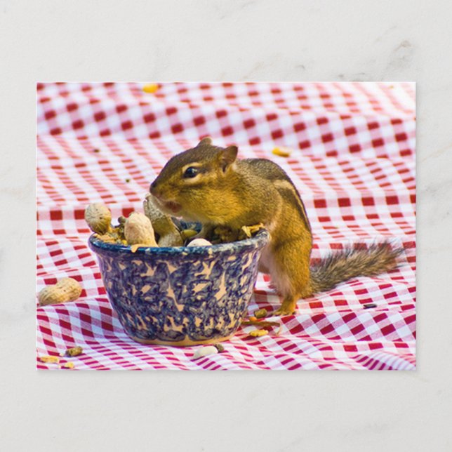 Chipmunk Picnic Postcard (Front)