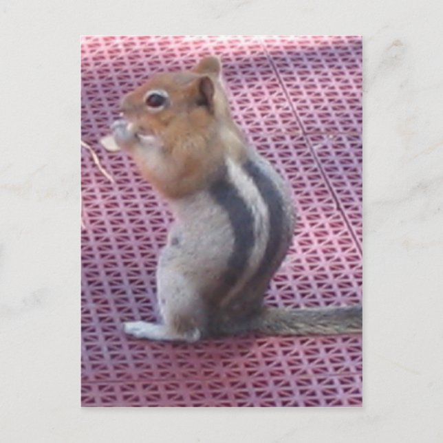 Chipmunk Postcard (Front)