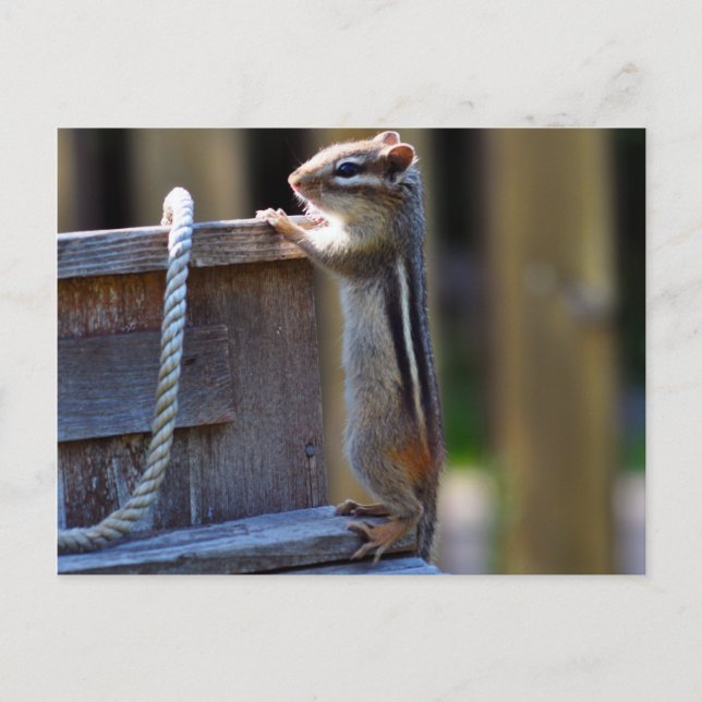 Chipmunk Postcard (Front)
