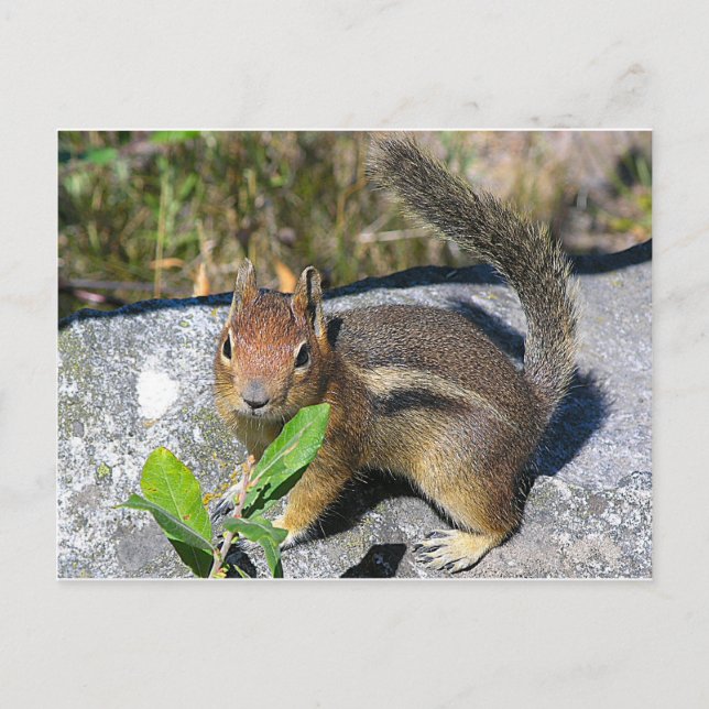Chipmunk Postcard (Front)
