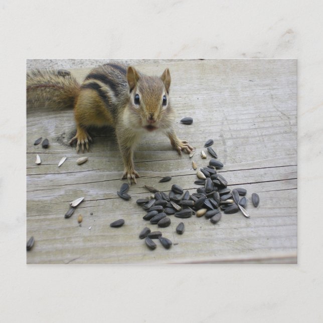 Chipmunk Postcard (Front)