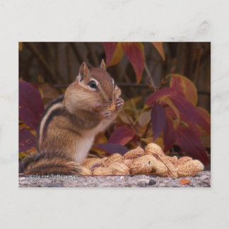 Chipmunk Postcard