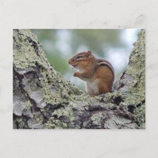 Chipmunk Postcard