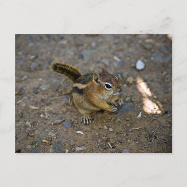 Chipmunk Postcard (Front)
