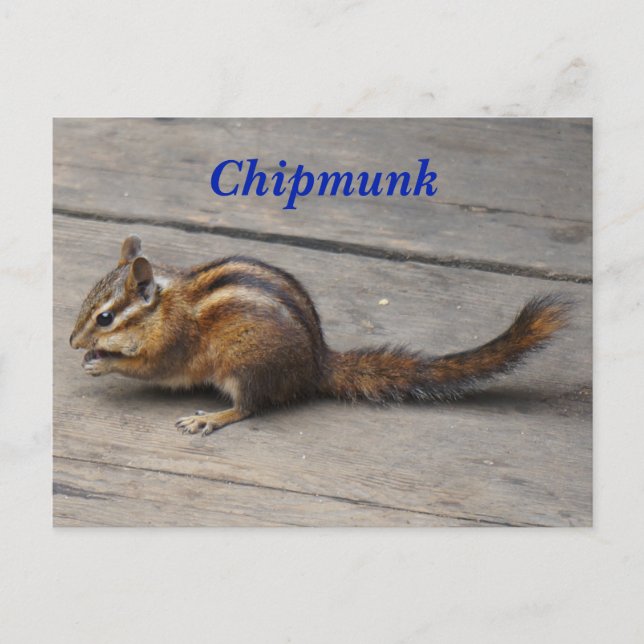 Chipmunk Postcard (Front)