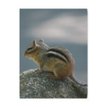 Chipmunk Postcard