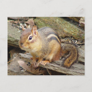 Chipmunk Postcard 2