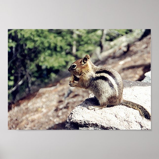 Chipmunk Poster (Front)