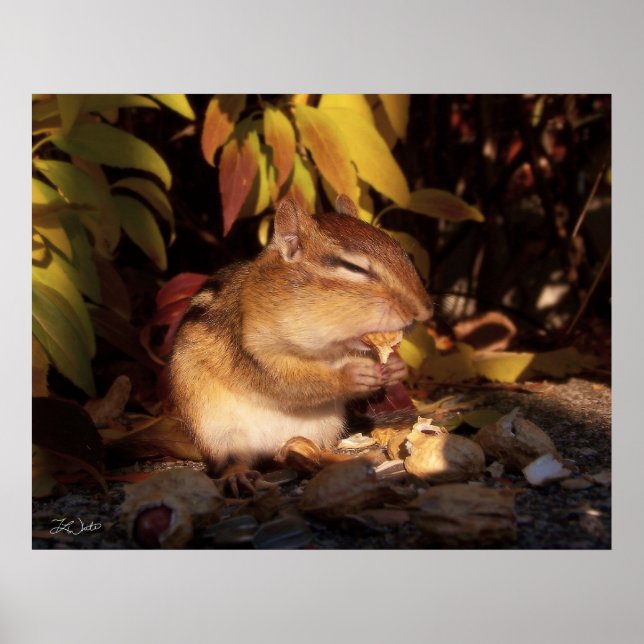 Chipmunk - Print (Front)