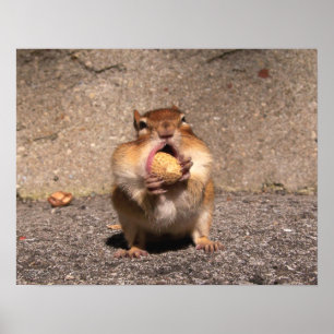 Chipmunk - Print