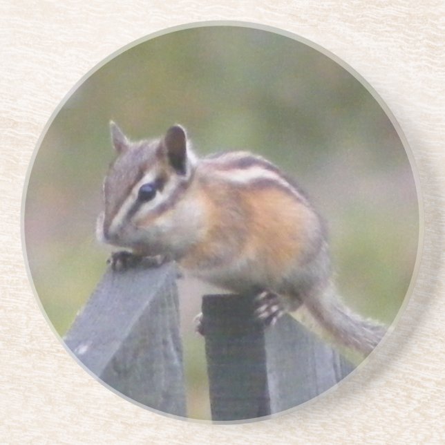 Chipmunk Sandstone Coaster (Front)