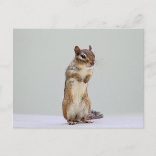 Chipmunk Standing Up Photo Postcard