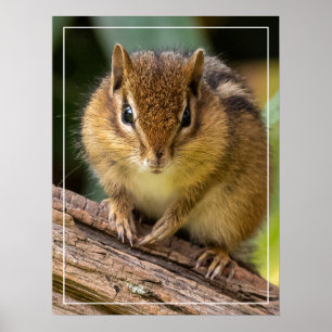 Chipmunk Stare Poster