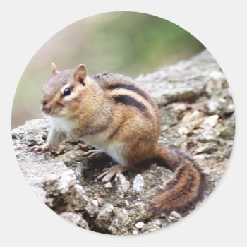 Chipmunk Stickers by Captain_Panama at Zazzle