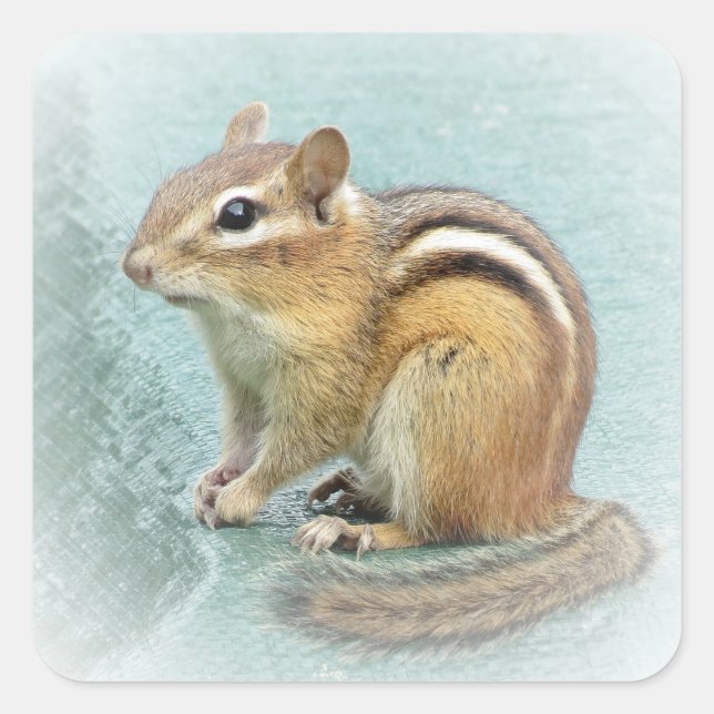 Chipmunk Stripes Square Sticker (Front)