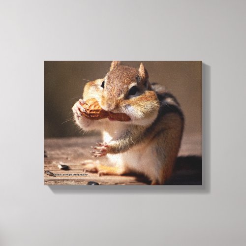 Chipmunk Stuffing His Face Canvas Print