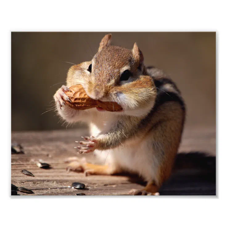 why do chipmunks have big cheeks