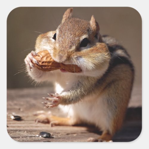Chipmunk Stuffing His Face Square Sticker