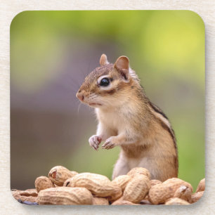 Chipmunk with peanuts drink coaster