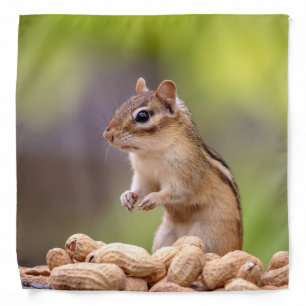 Chipmunk with peanuts in the Adirondacks Bandana