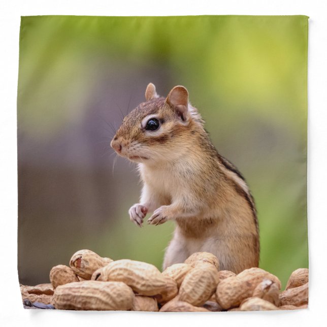 Chipmunk with peanuts in the Adirondacks Bandana (Front)