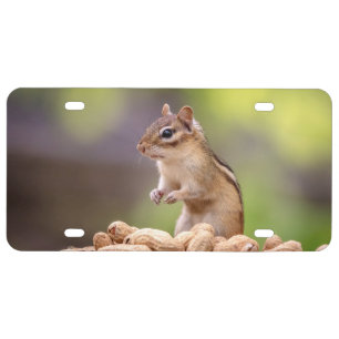Chipmunk with peanuts license plate
