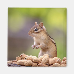 Chipmunk with peanuts magnet