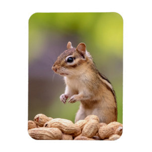 Chipmunk with peanuts magnet