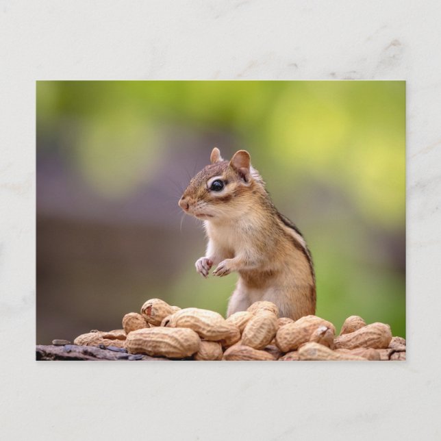 Chipmunk with peanuts postcard (Front)