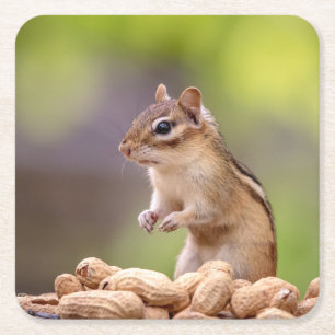 Chipmunk with peanuts square paper coaster