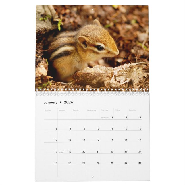 Chipmunks! A Super Cute 2015 Wall Calendar (Jan 2026)