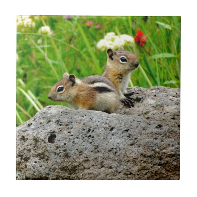 Chipmunks and wildflowers ceramic tile (Front)