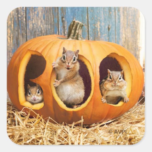 Chipmunks Inside Boo Jack_o_Lantern Square Sticker