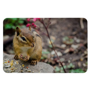 Chipmunk's Meal Magnet