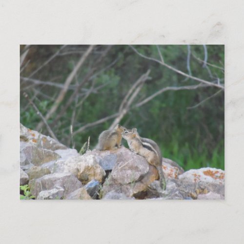 Chipmunks Perched on Rocks Announcement Postcard