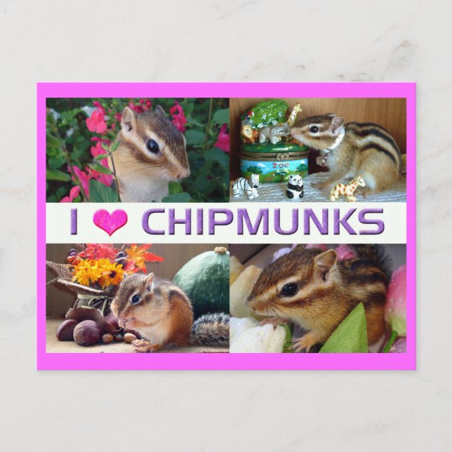 Chipmunks pohto postcard (Front)