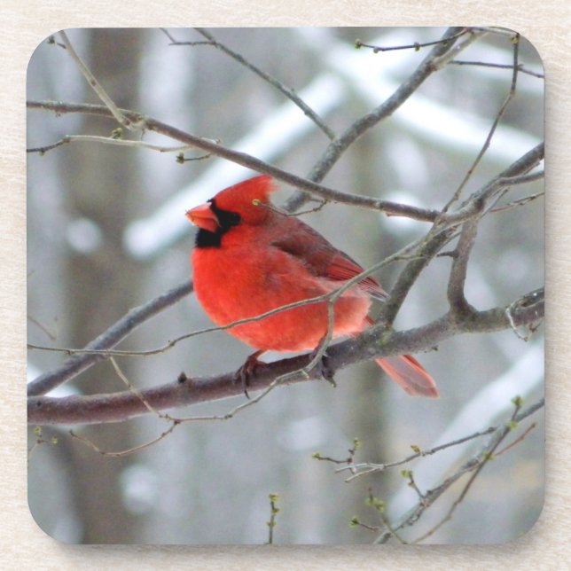 Chipper Winter Cardinal Beverage Coaster (Front)