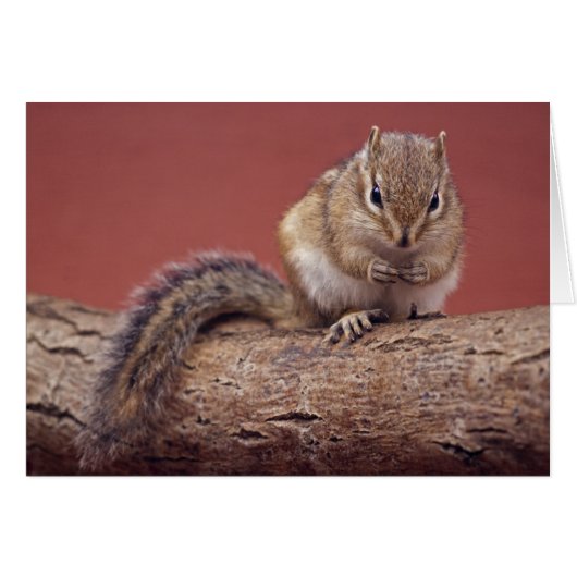 Chippie Card (Front Horizontal)