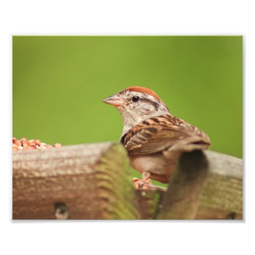Chipping Sparrow at Bird Feeder Photo Print