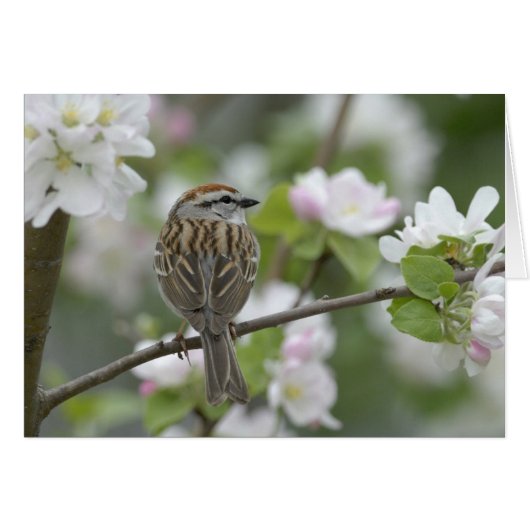 Chipping Sparrow Cards (Front Horizontal)