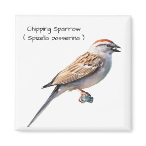 Chipping Sparrow Magnet