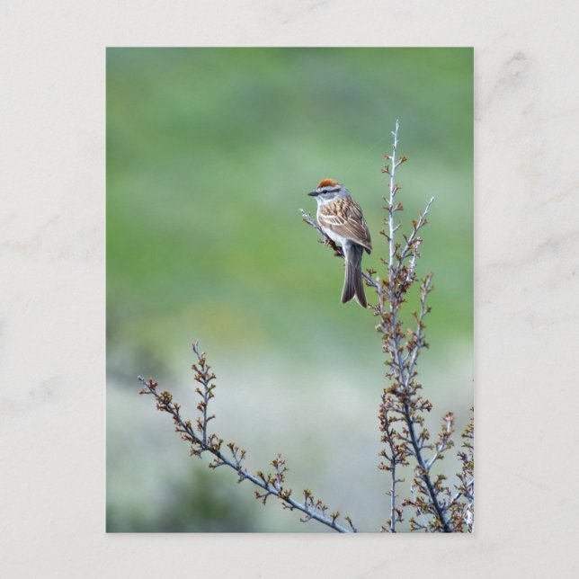 Chipping Sparrow Postcard (Front)