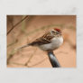 Chipping Sparrow Postcard