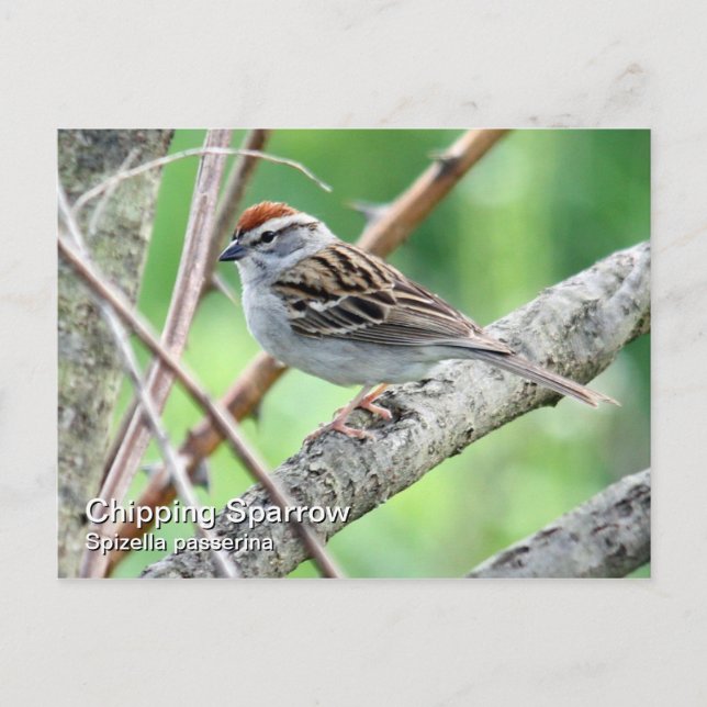 Chipping Sparrow Postcard (Front)